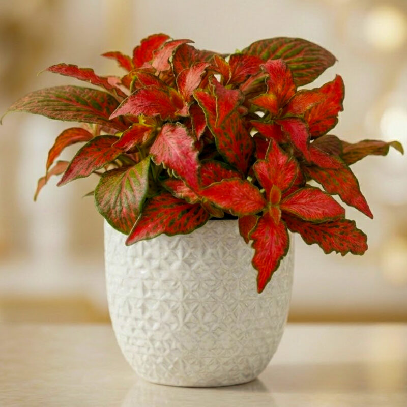 Fittonia Red Forest Flame M
