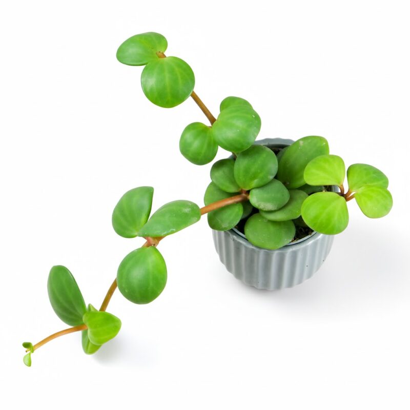 Peperomia Tetraphylla ‘Hope’