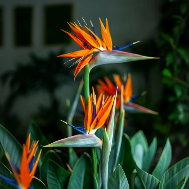 Strelitzia Reginae (Strelicja) L