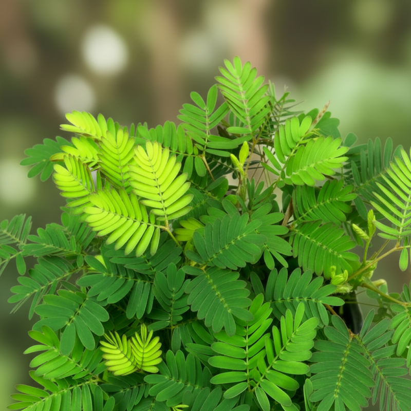 Mimosa pudica (Mimoza wstydliwa) S