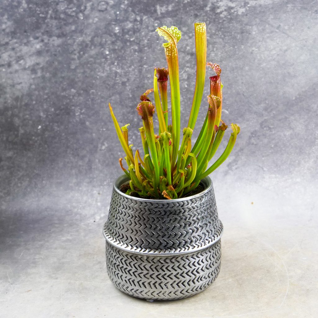 roślina owadożerna ze sklepu mikroklimat Sarracenia Leucophylla (Kapturnica) M