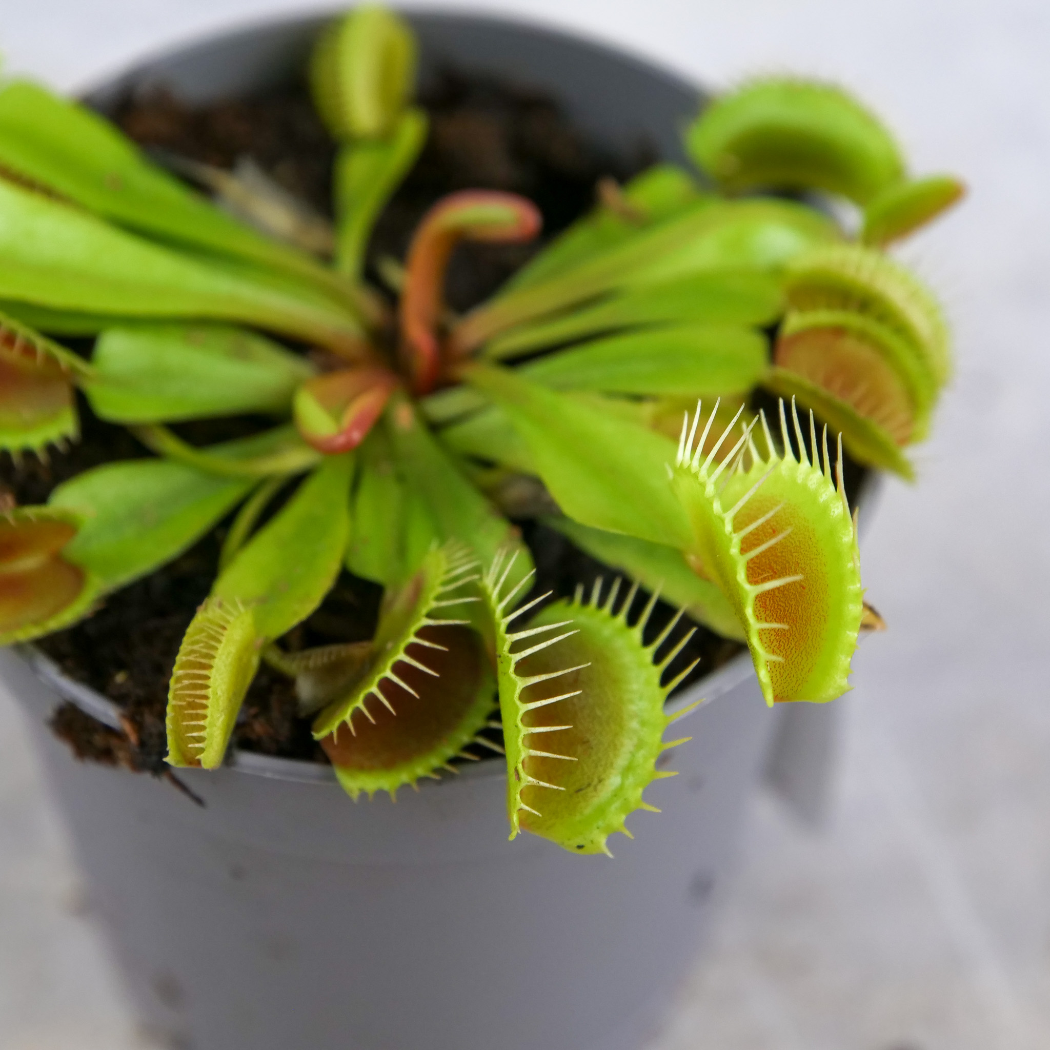 Dionaea Muscipula 'Red Dragon' (Muchołówka) S - obrazek 9