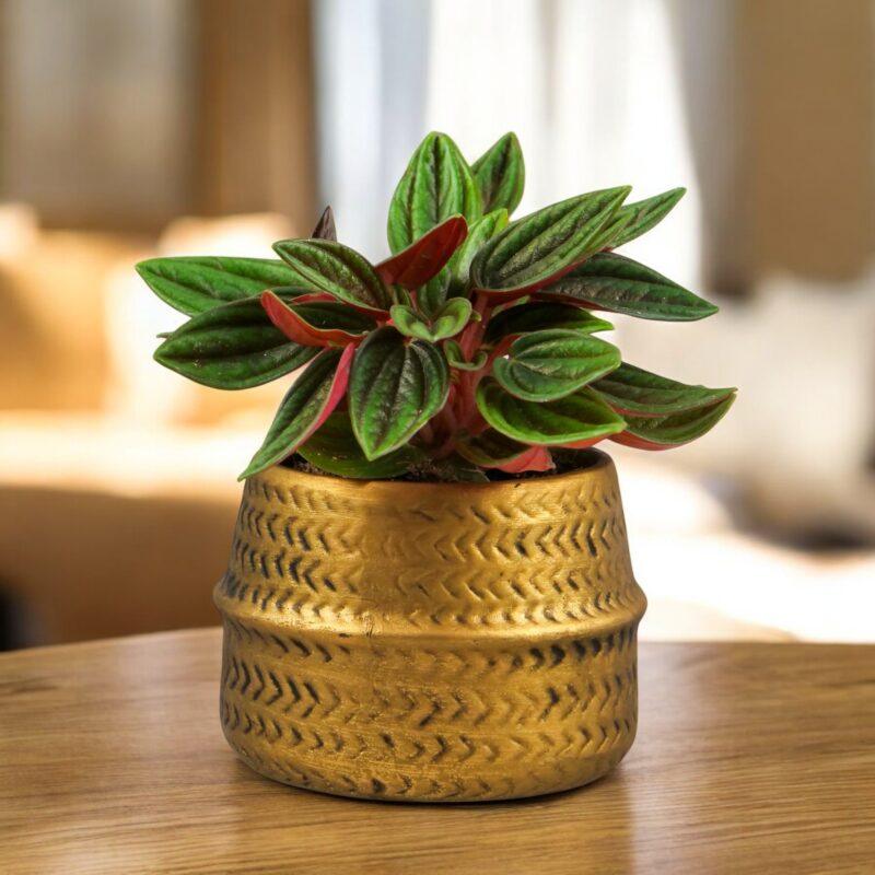 Peperomia caperata 'Rosso' S