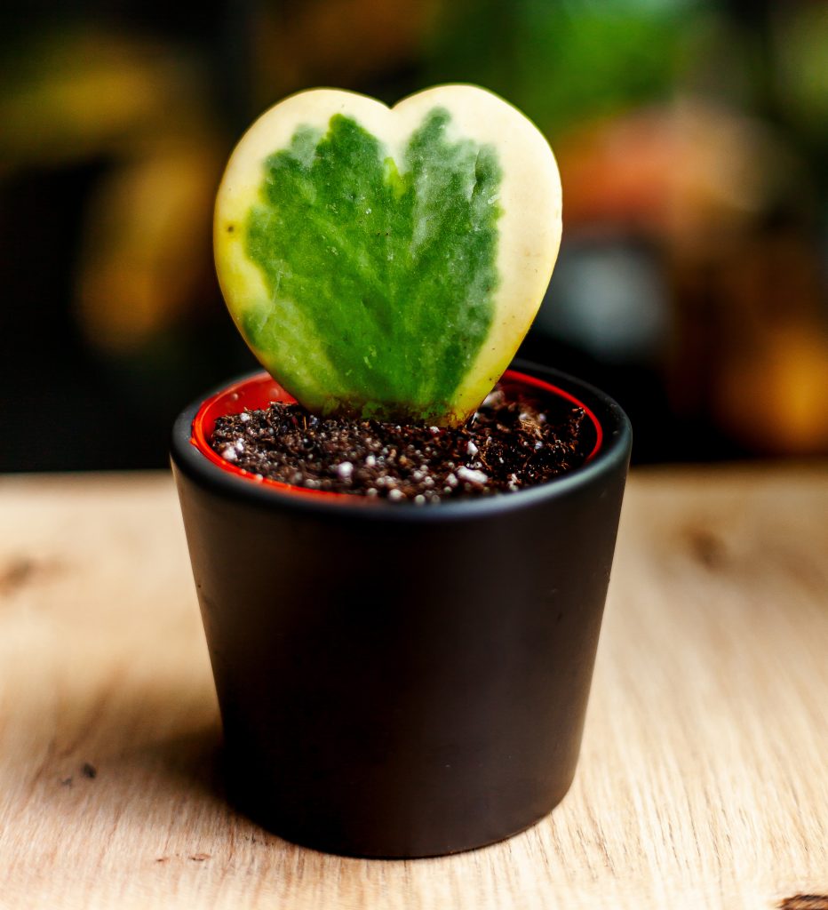 roślina doniczkowa Hoya Kerri Variegata S