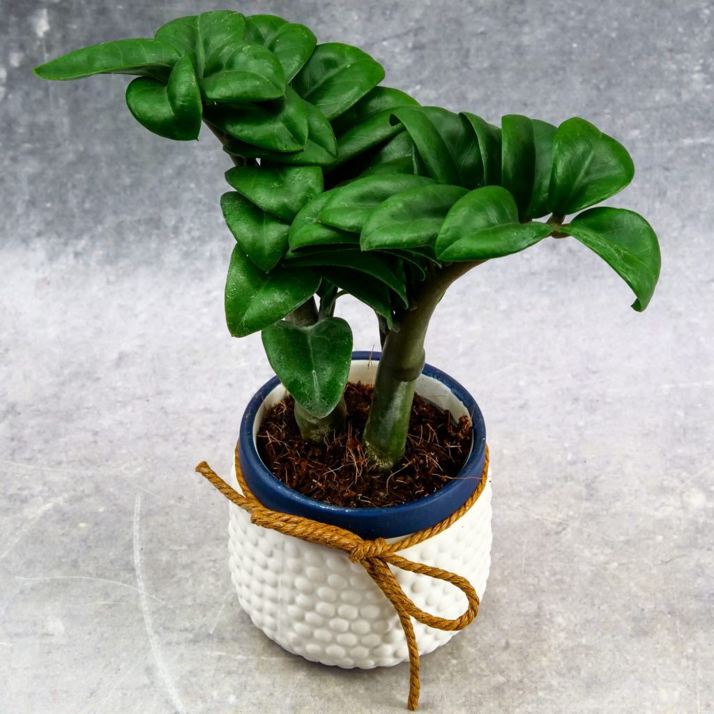 Zamioculcas zamiifolia 'Zenzi’ S