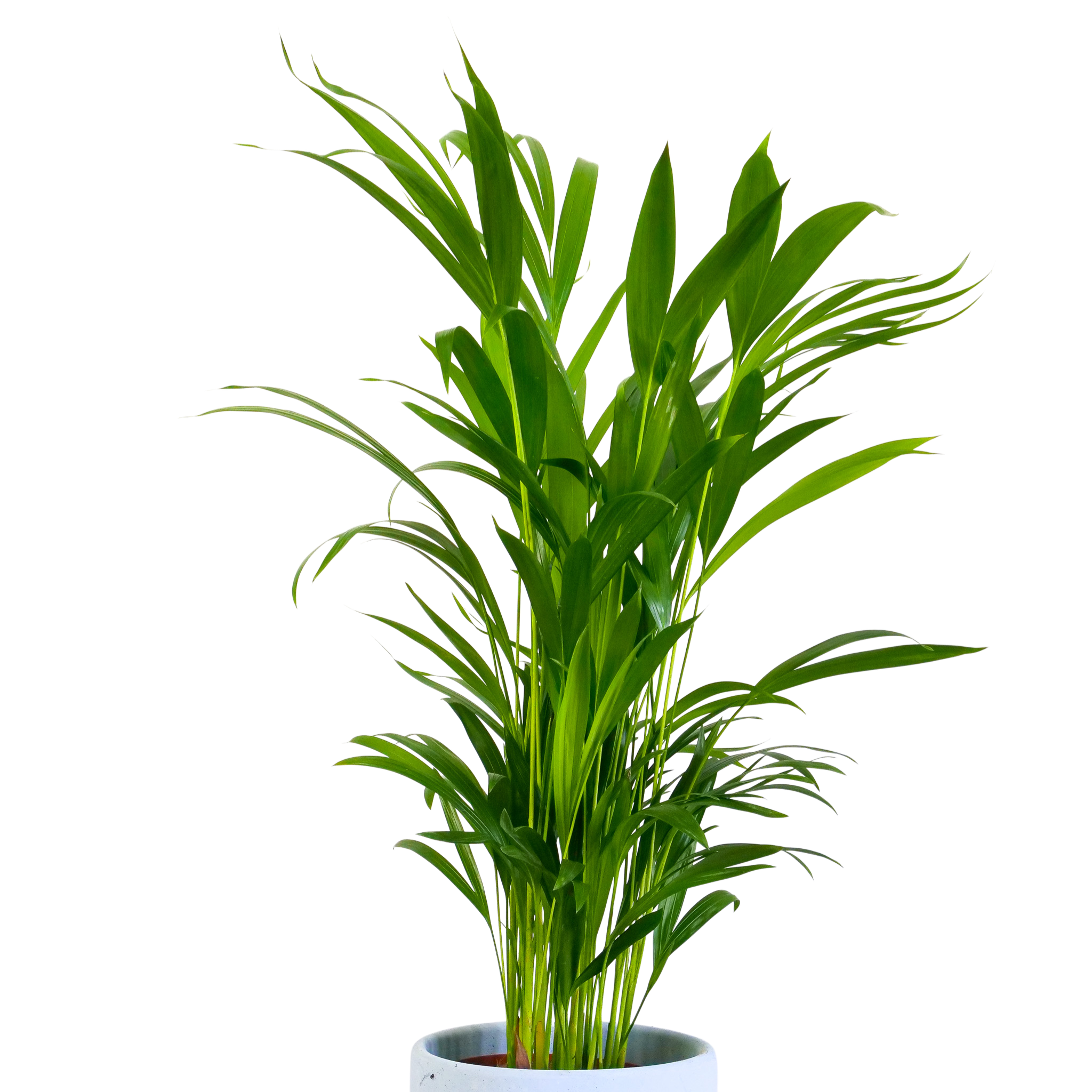 Palma areka (dypsis lutescens) XXL - obrazek 4