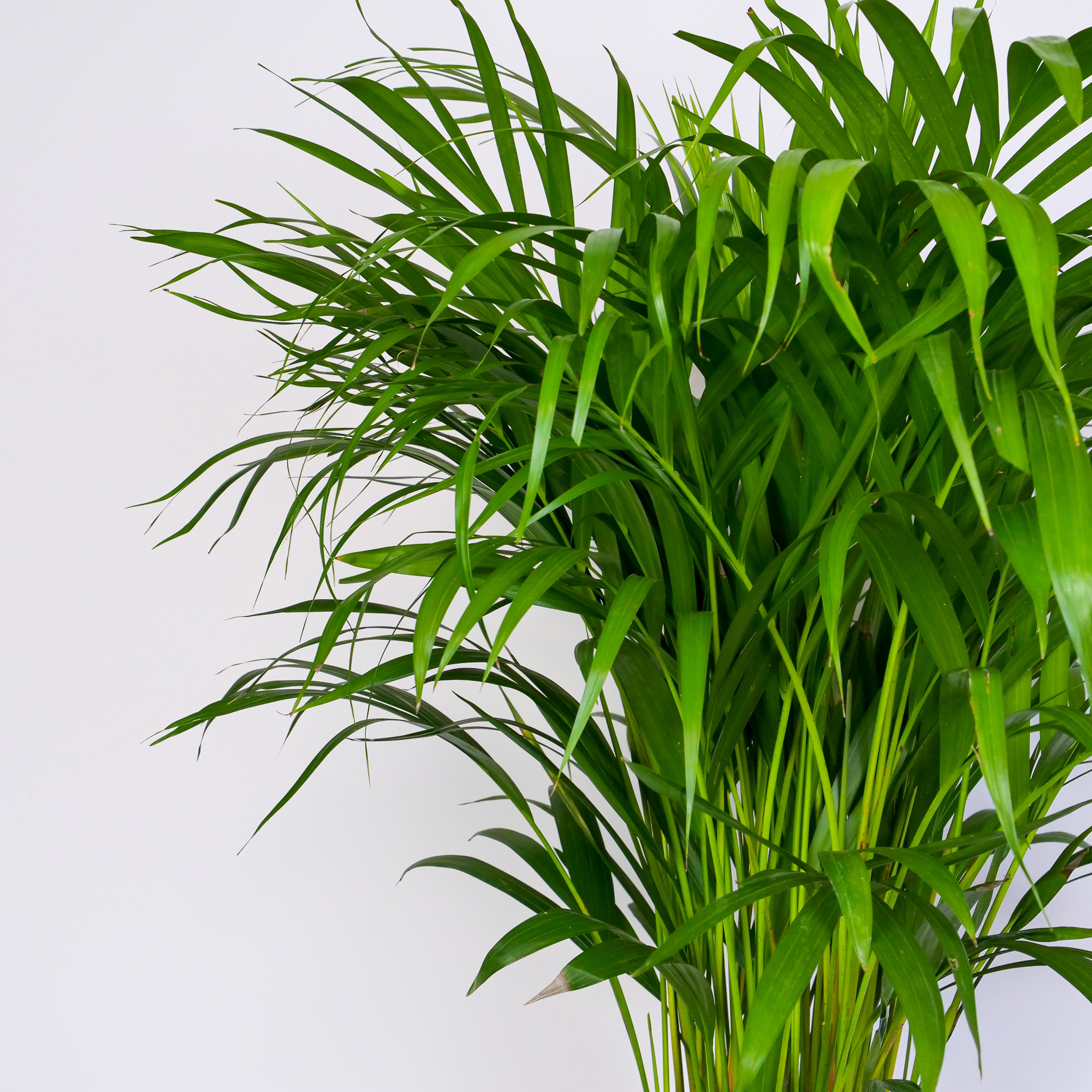 Palma areka (dypsis lutescens) XXL - obrazek 5