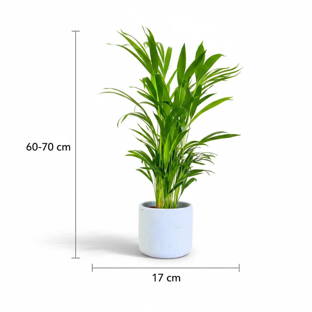 Palma areka (dypsis lutescens) XXL - obrazek 3