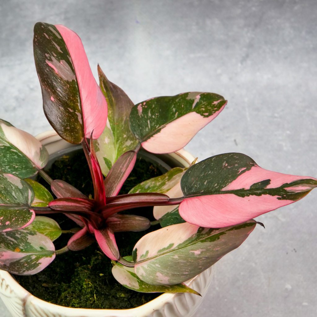 Philodendron 'Pink Marble' M widok na piękne liście o czerwonawym zabarwieniu