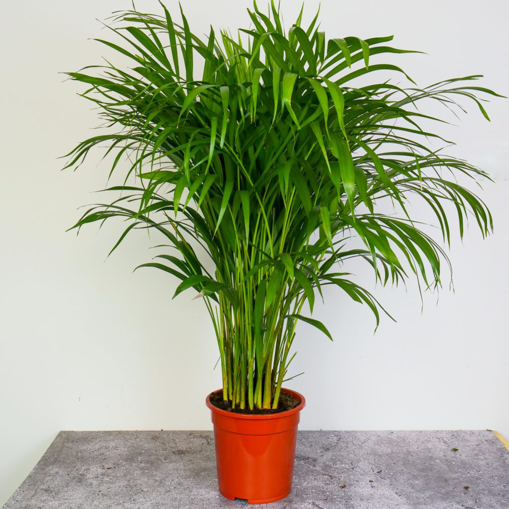 Palma areka (dypsis lutescens) XXL