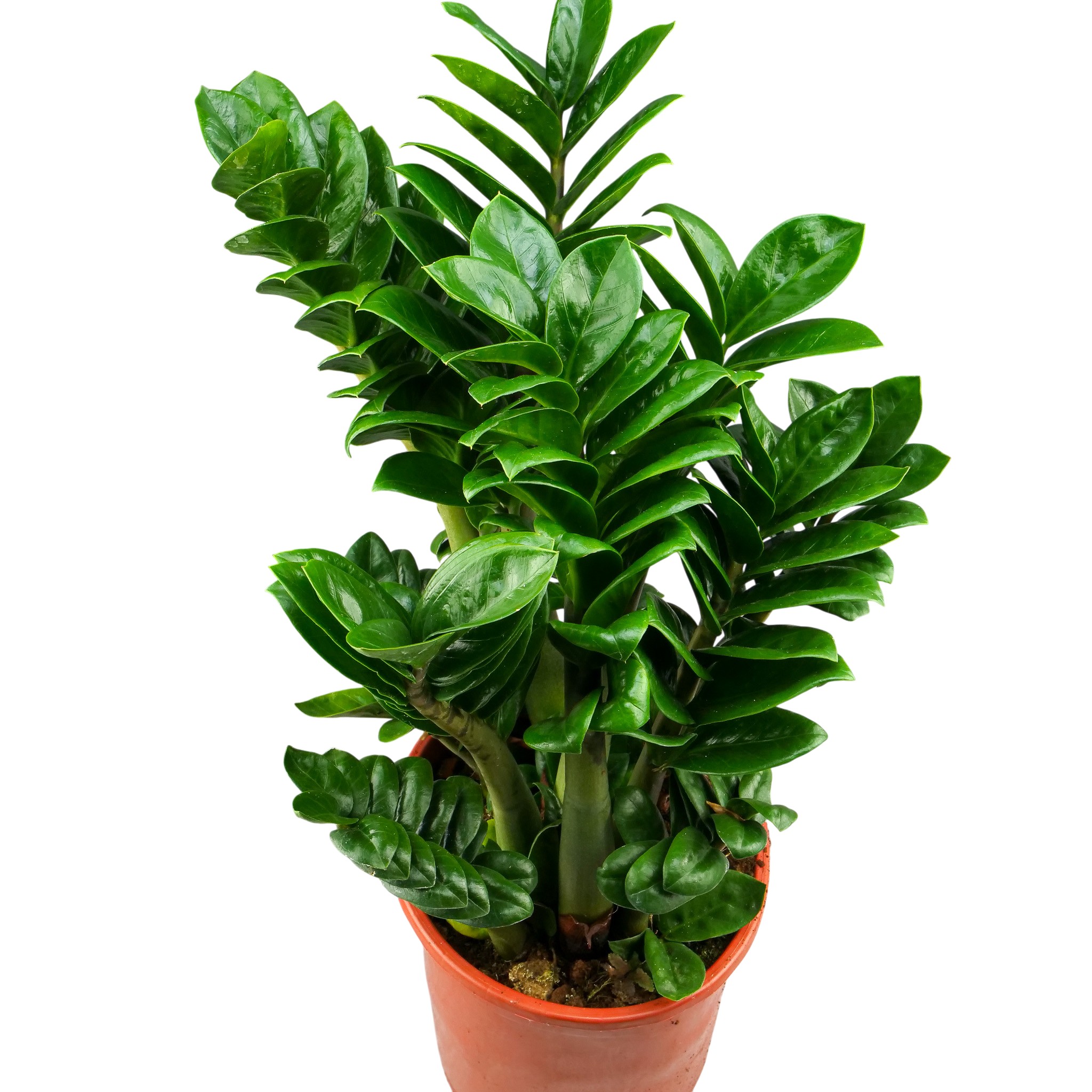 Zamioculcas zamiifolia 'Zenzi' XXL - obrazek 2
