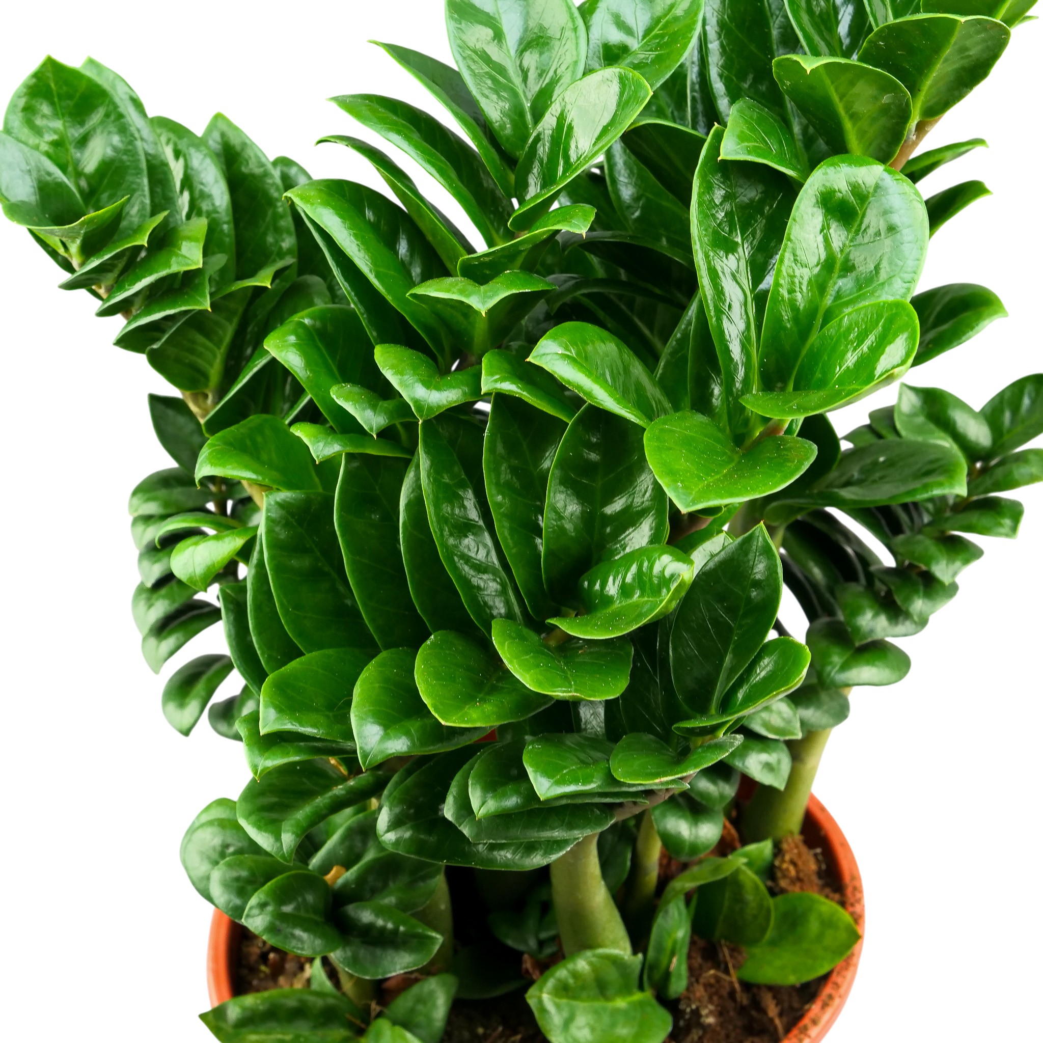 Zamioculcas zamiifolia 'Zenzi' XXL - obrazek 3