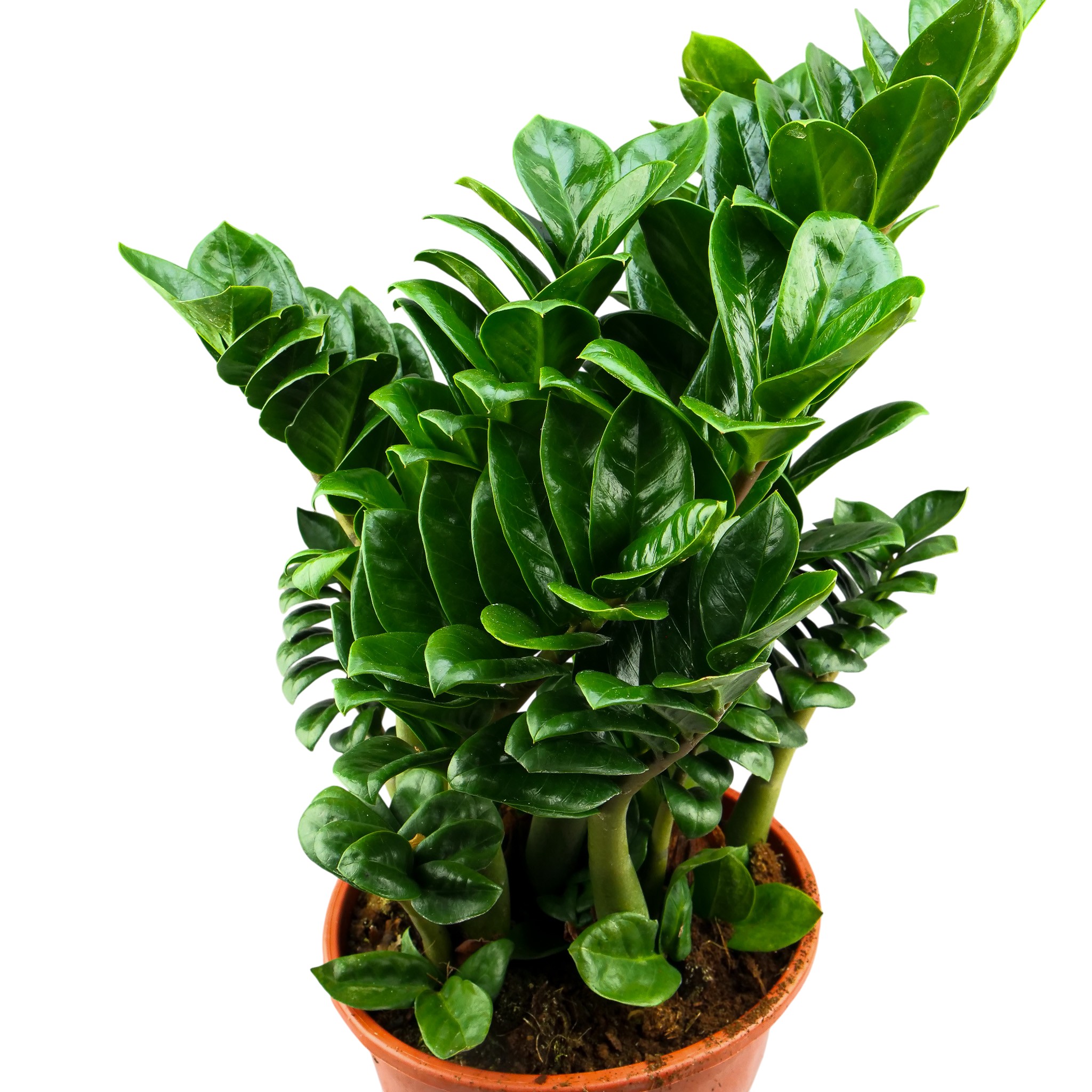 Zamioculcas zamiifolia 'Zenzi' XXL - obrazek 4