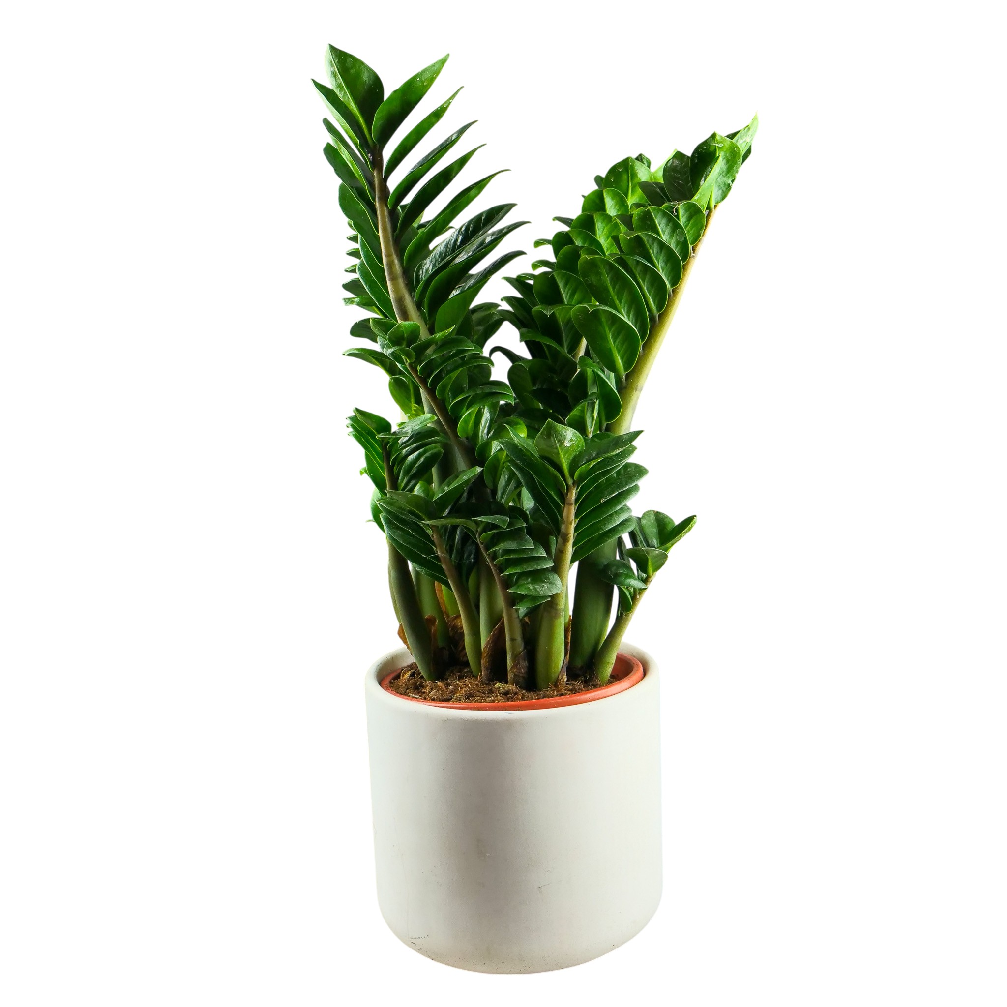 Zamioculcas zamiifolia 'Zenzi' XXL - obrazek 5