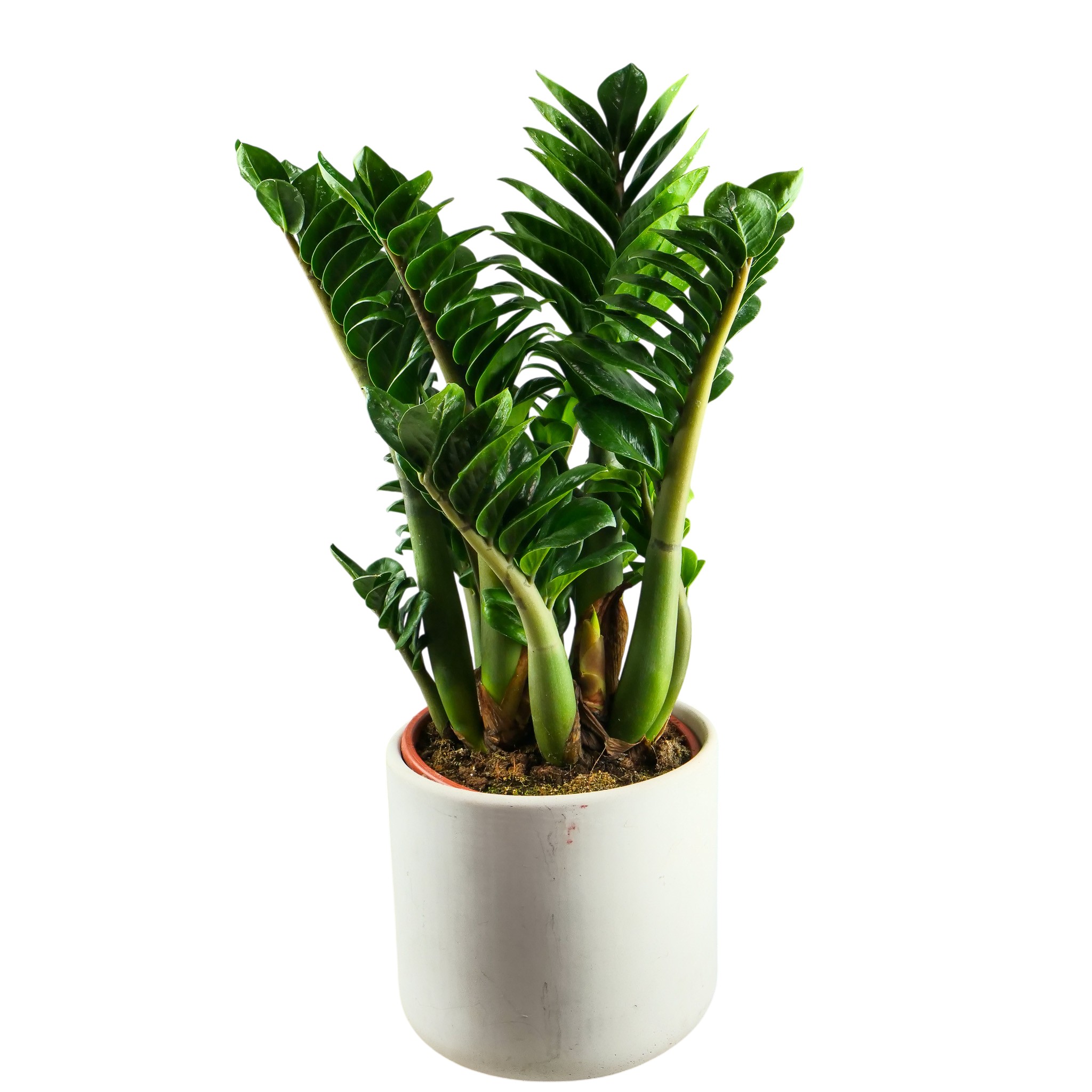 Zamioculcas zamiifolia 'Zenzi' XXL - obrazek 6