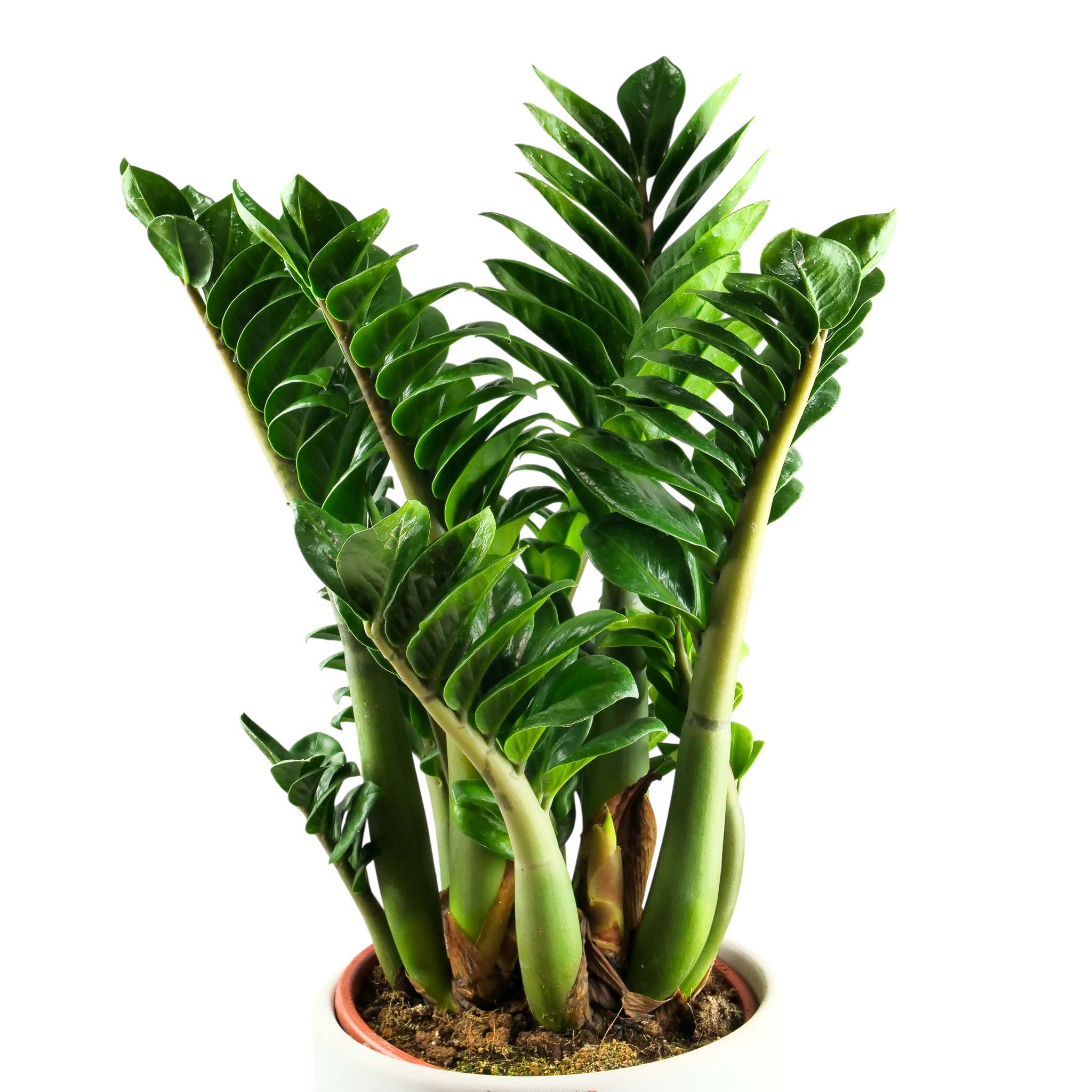 Zamioculcas zamiifolia 'Zenzi' XXL - obrazek 7