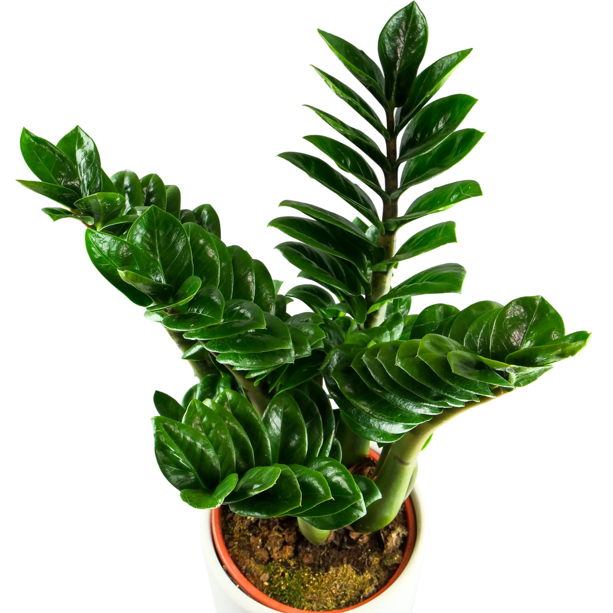 Zamioculcas zamiifolia 'Zenzi' XXL - obrazek 8
