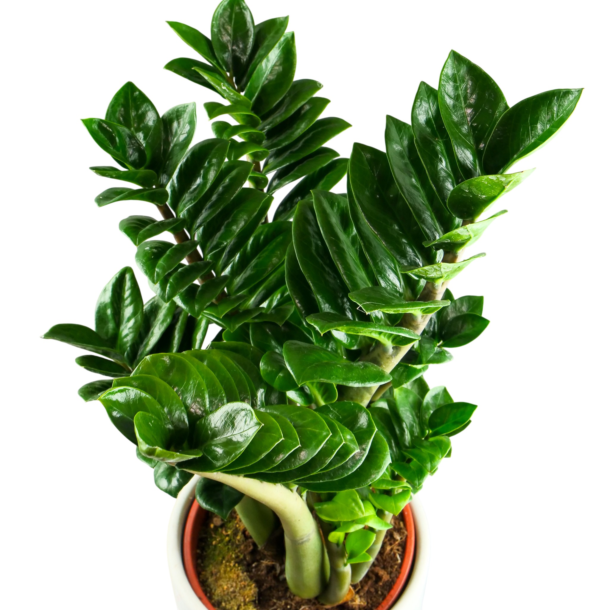 Zamioculcas zamiifolia 'Zenzi' XXL - obrazek 9