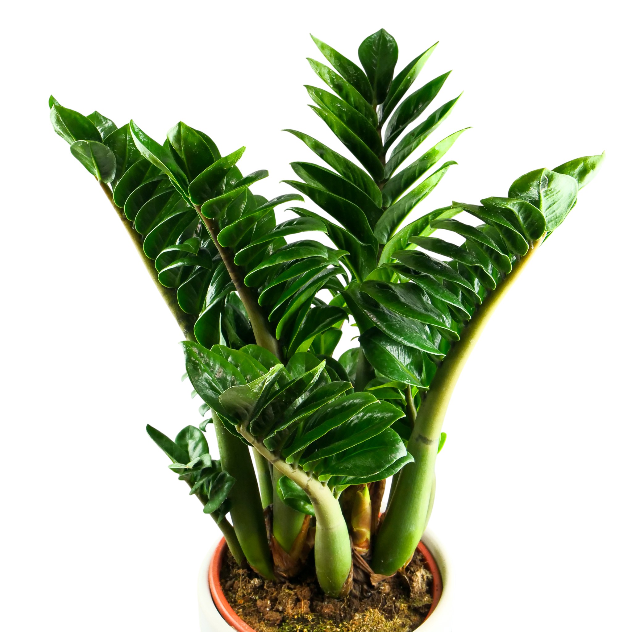 Zamioculcas zamiifolia 'Zenzi' XXL - obrazek 10