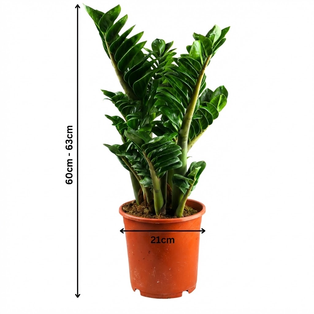 Zamioculcas zamiifolia 'Zenzi' XXL - obrazek 11