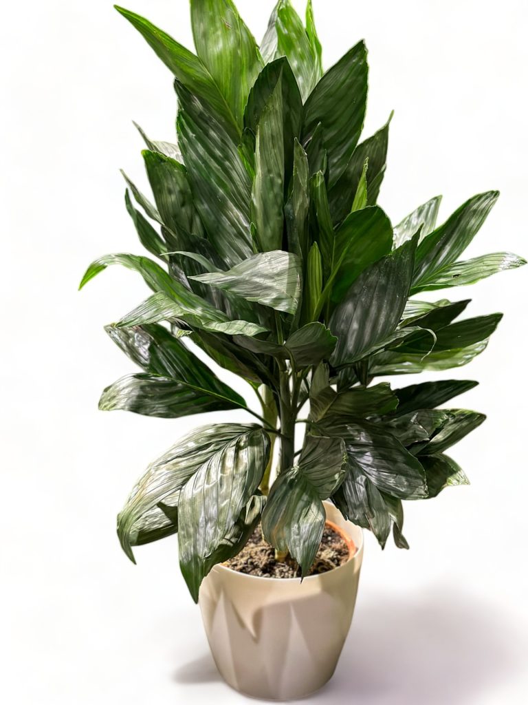 Chamaedorea 'Metallica’ XXXL Roślina oczyszczająca powietrze