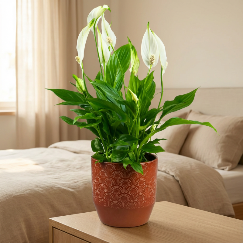Spathiphyllum 'Wallisi Cupido' (Skrzydłokwiat) S