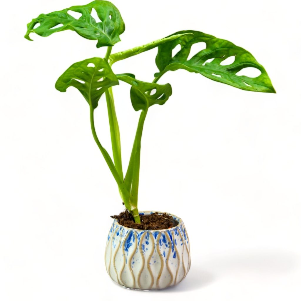 roślina doniczkowa Monstera 'Monkey Mask’ 