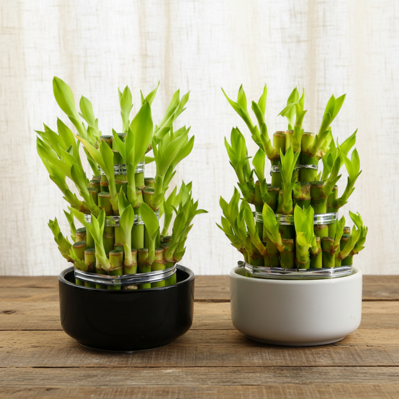 Lucky Bamboo (Dracena Sanderiana) L