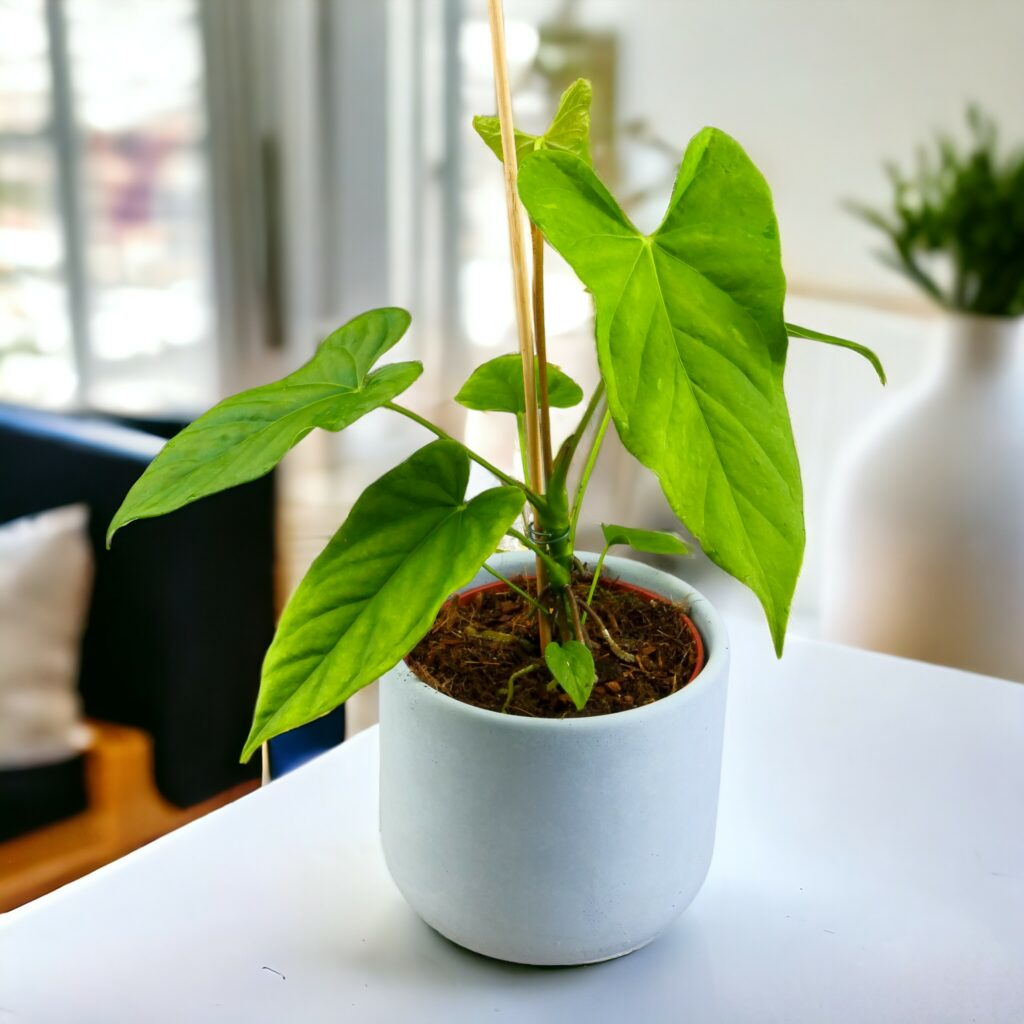 Anthurium Balaoanum L