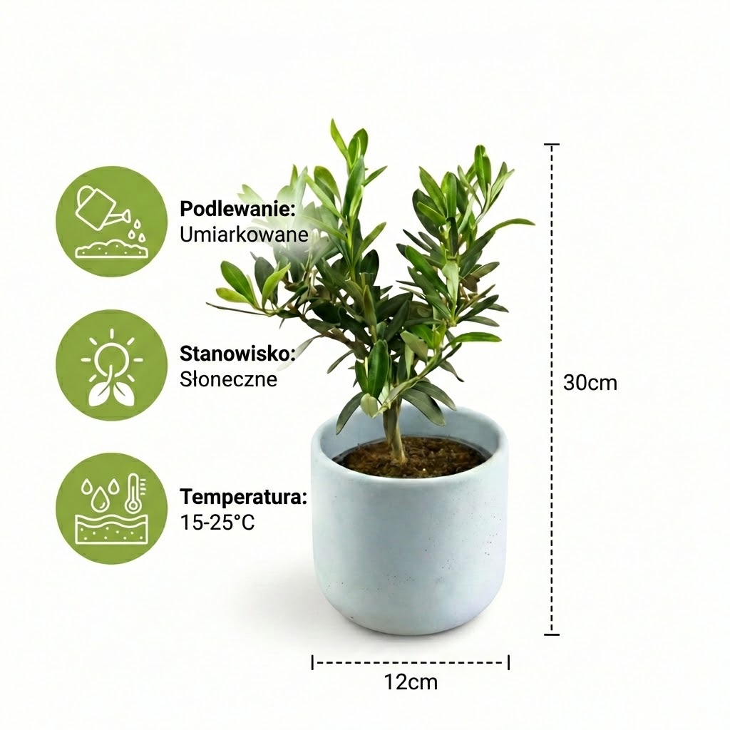 Drzewko oliwne (Oliwka europejska) L - obrazek 5