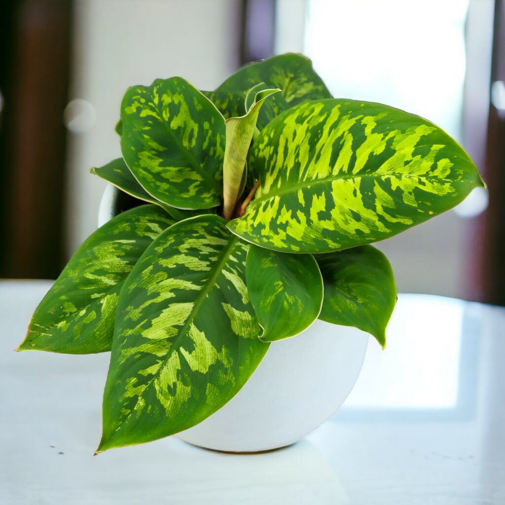 kolekcjonerska roślina Adelonema Wallisii Camouflage (Homalomena) S