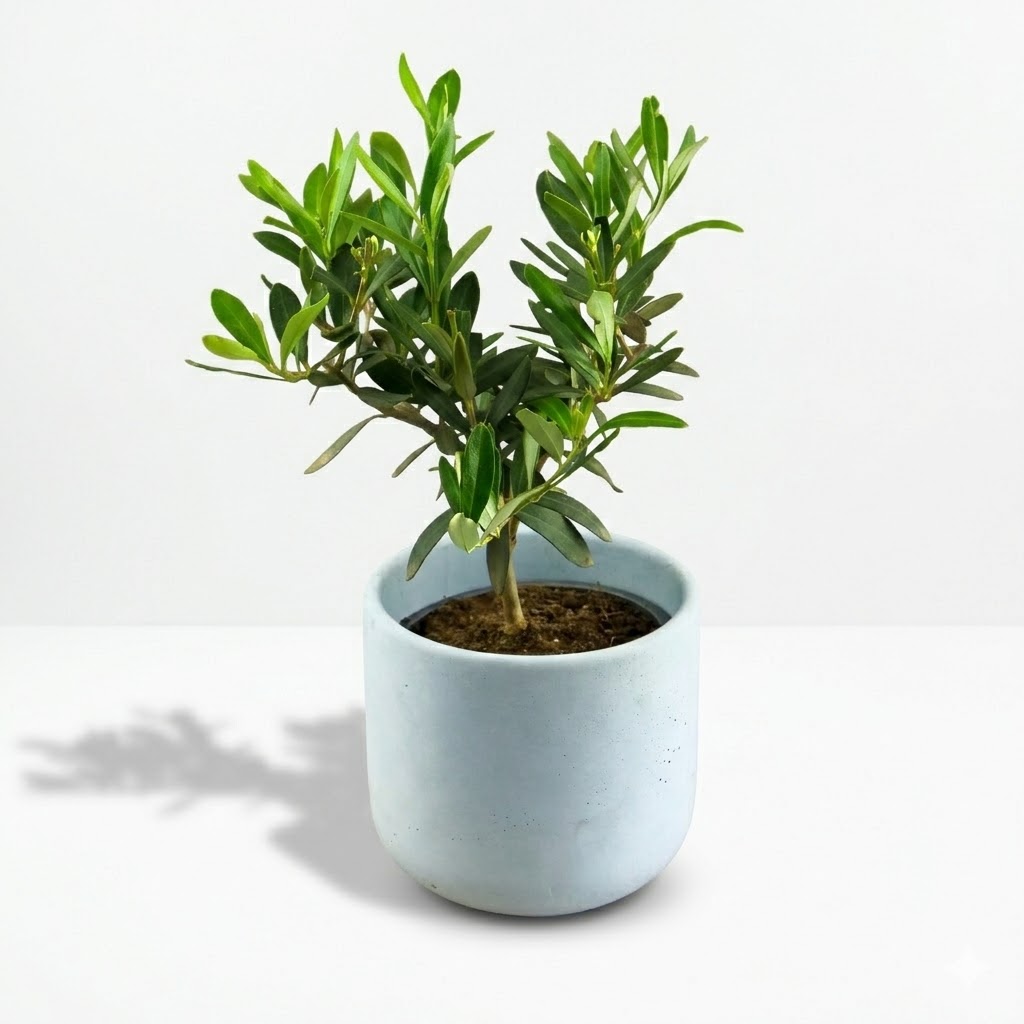 Drzewko oliwne (Oliwka europejska) L - obrazek 2