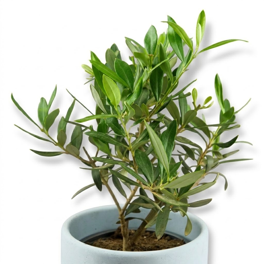 Drzewko oliwne (Oliwka europejska) L - obrazek 3