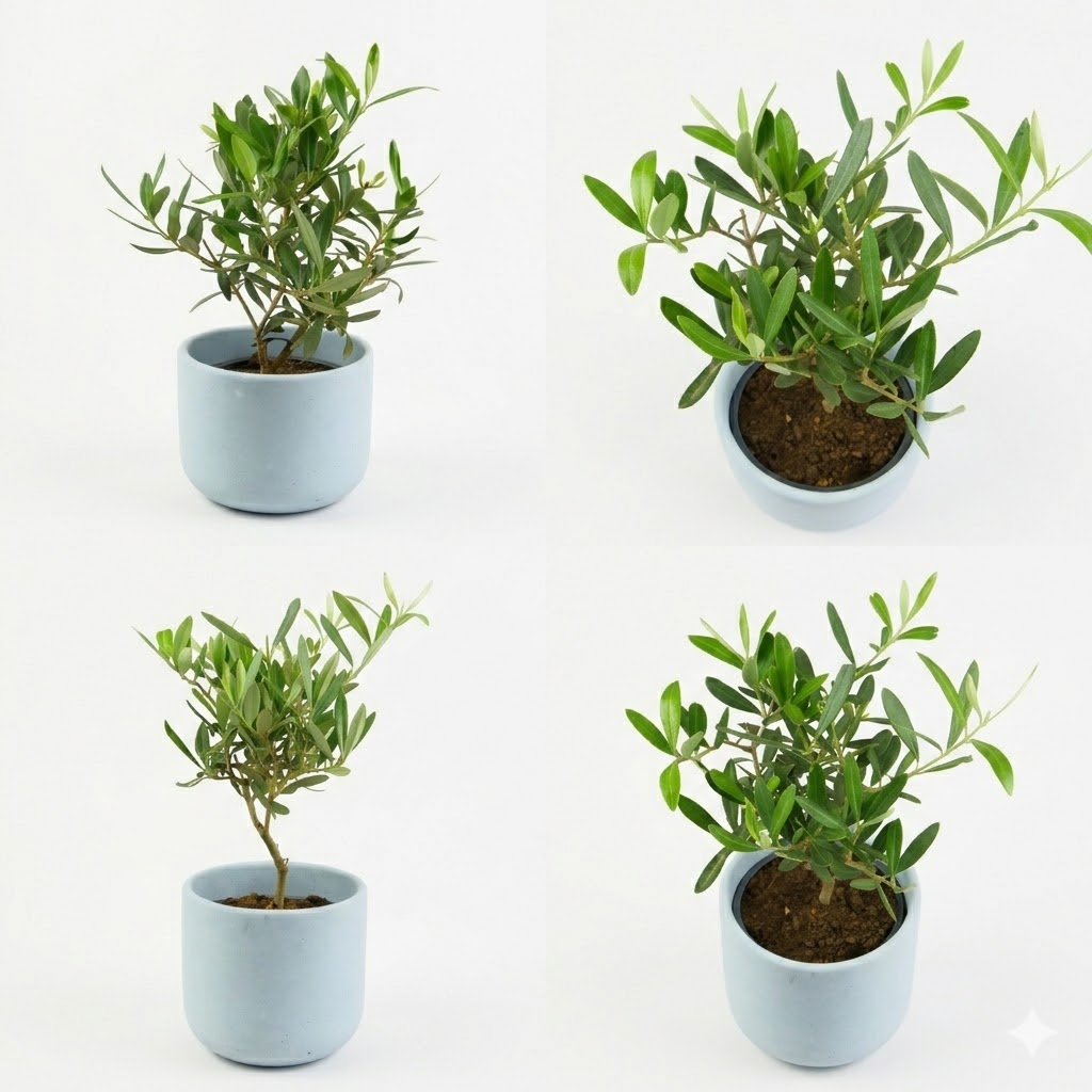 Drzewko oliwne (Oliwka europejska) L - obrazek 4