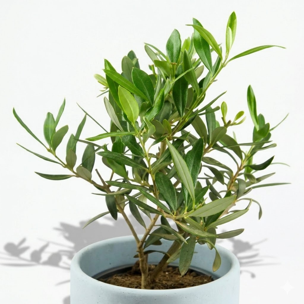 Drzewko oliwne (Oliwka europejska) L - obrazek 6