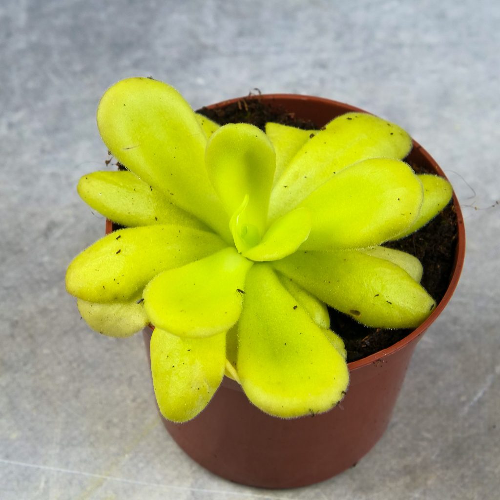 roślina eliminująca owady Pinguicula Tłustosz M