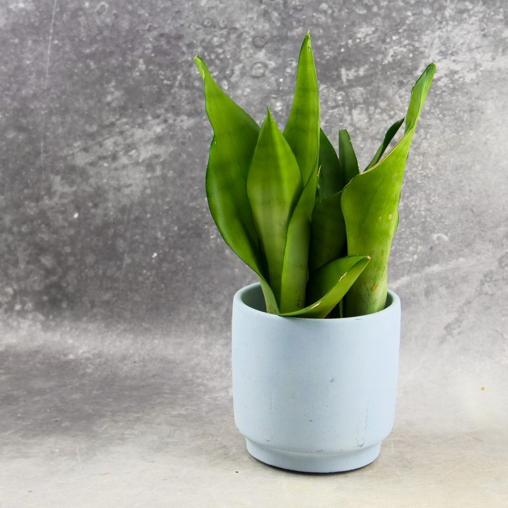 Sansevieria 'Moonshine’ M
