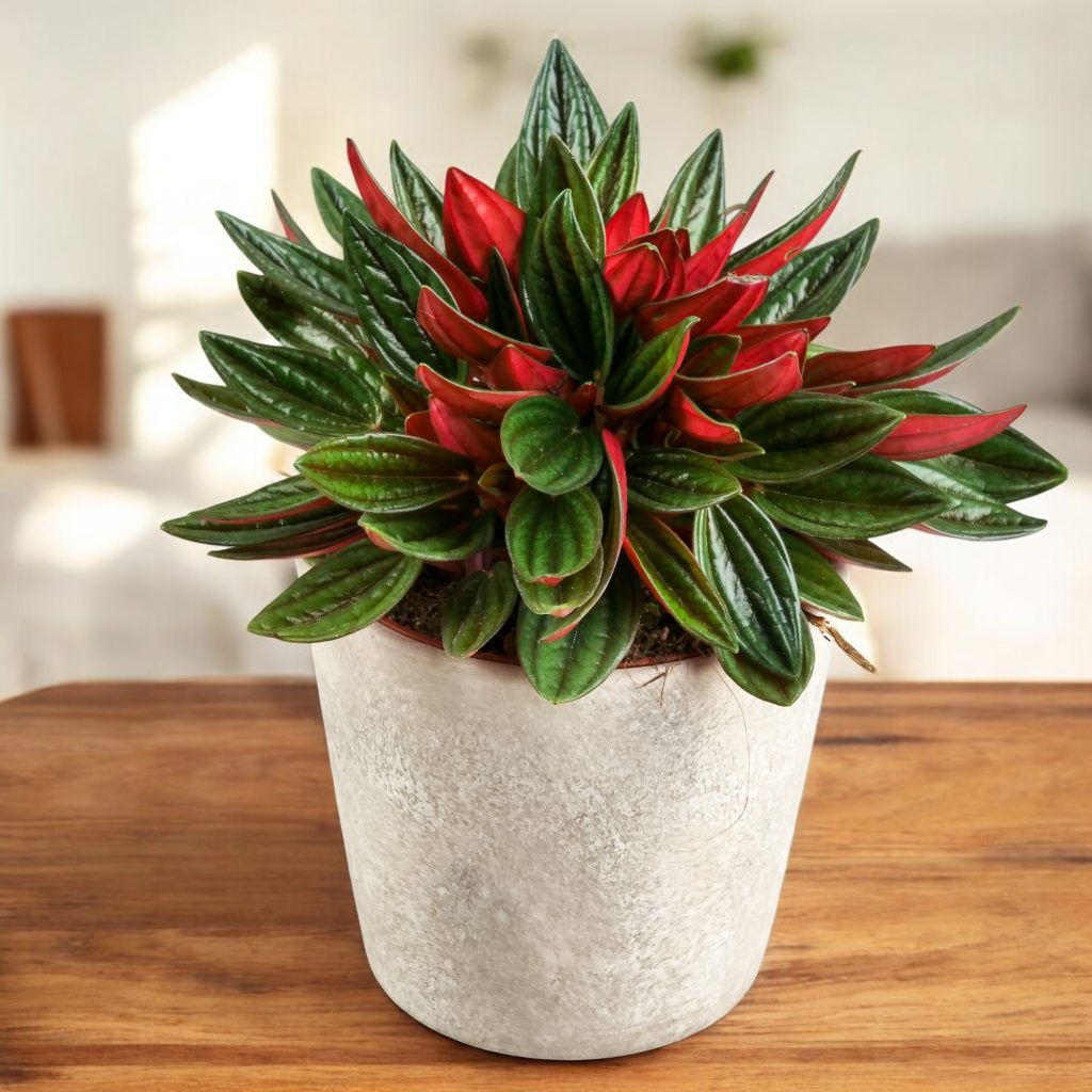 roślina doniczkowa Peperomia caperata 'Rosso’ L