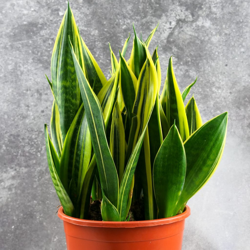 Sansevieria 'Canary’ XXL bardzo duży okaz ze sklepu mikroklimat