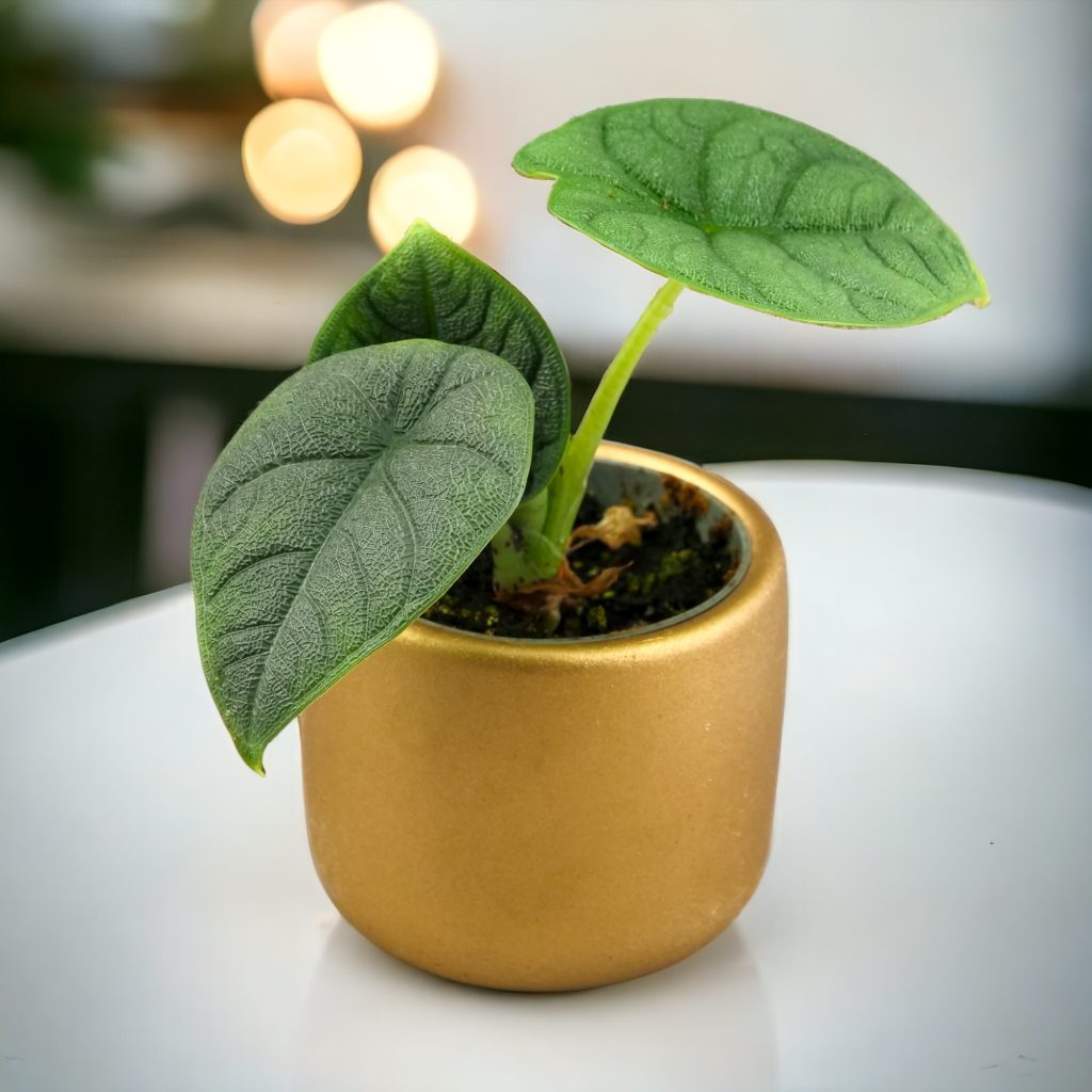 unikalna roślina kolekcjonerska ze sklepu mikroklimat