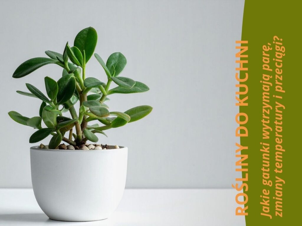 Roślina doniczkowa stojąca na blacie w kuchni