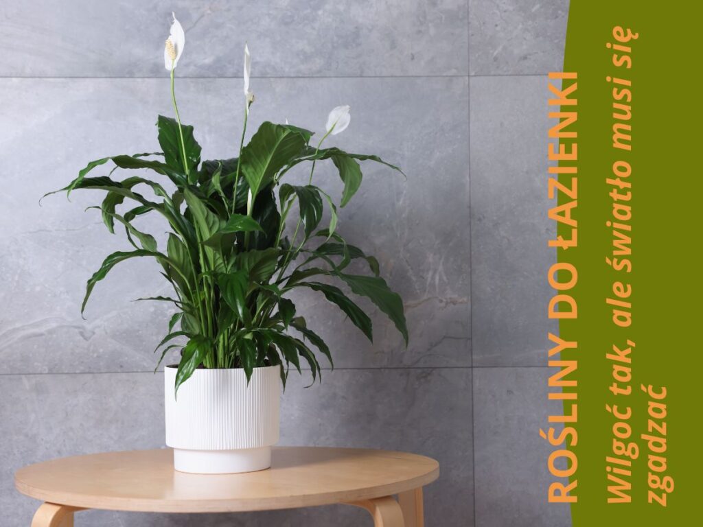 Skrzydłokwiat ze sklepu mikroklimat stojący w łazience