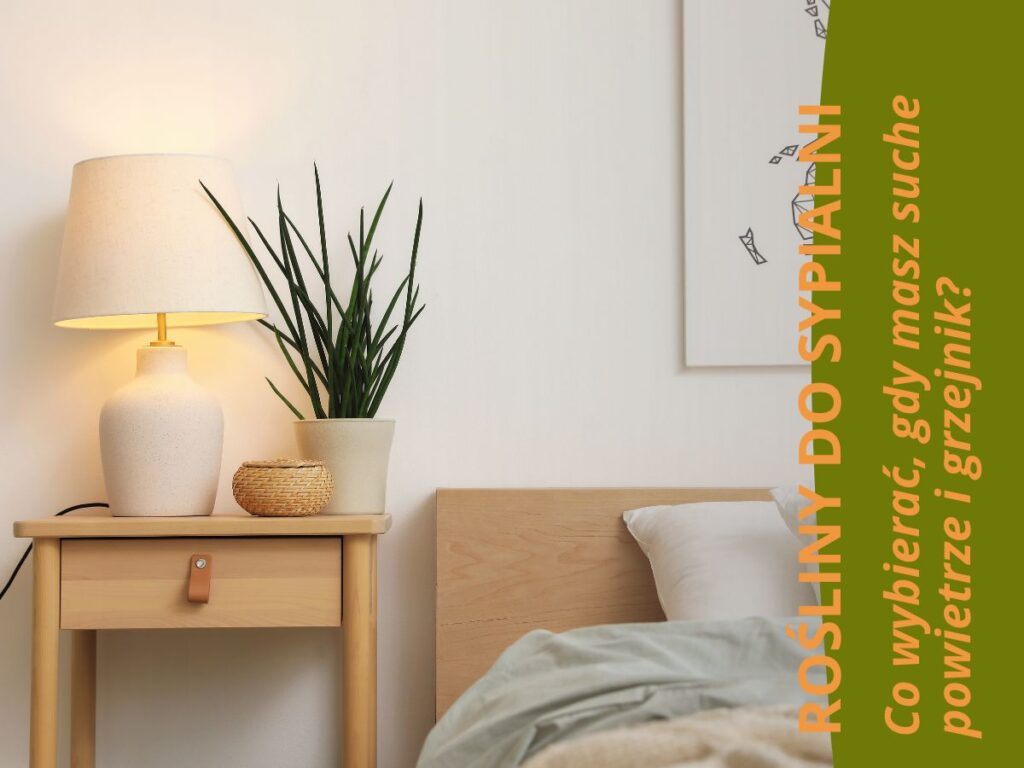 Roślina w sypialni ze sklepu mikroklimat