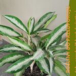 Aglaonema ze sklepu mikroklimat w ciemnym przedpokoju