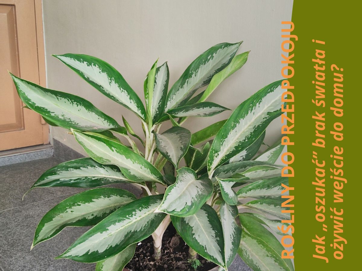 Aglaonema ze sklepu mikroklimat w ciemnym przedpokoju