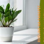 roślina ze sklepu mikroklimat stojąca na parapecie