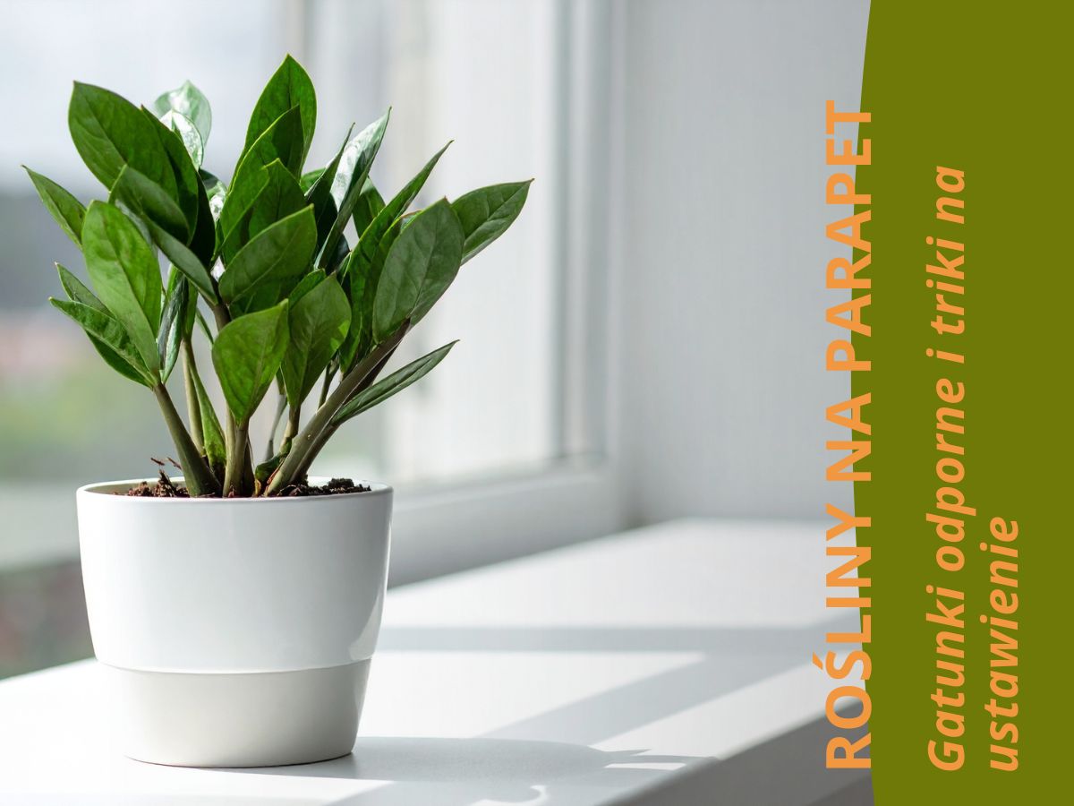 roślina ze sklepu mikroklimat stojąca na parapecie