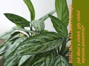 Liście Aglaonemy ze sklepu mikroklimat