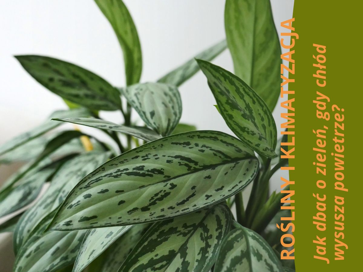 Liście Aglaonemy ze sklepu mikroklimat