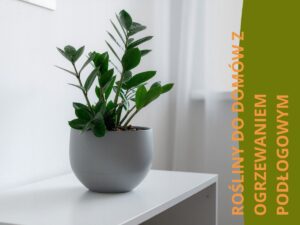 zamiokulkas ze sklepu mikroklimat w domu z ogrzewaniem podłogowym